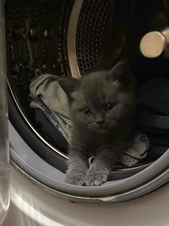 Котята британцы