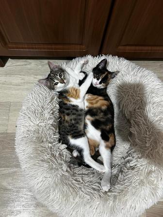 кошки