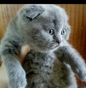 Продается чистокровные котята