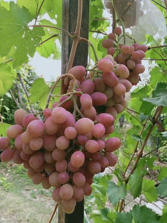Виноград саженцы и черенки ГФ Гурман ранний