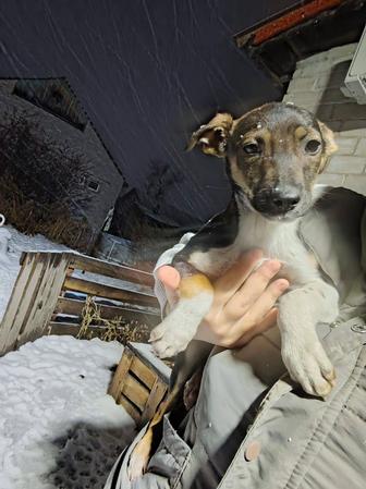 Отдам щенков без породы будут отличными охраницами