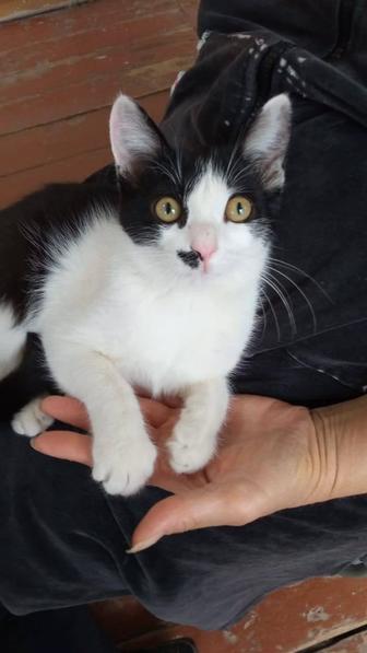 Котенок мальчики и девочки. Домашние, к лотку приучены