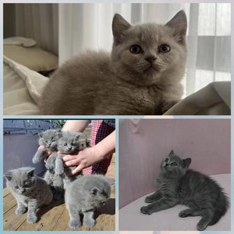 Котята британский девочки серые черный мальчик