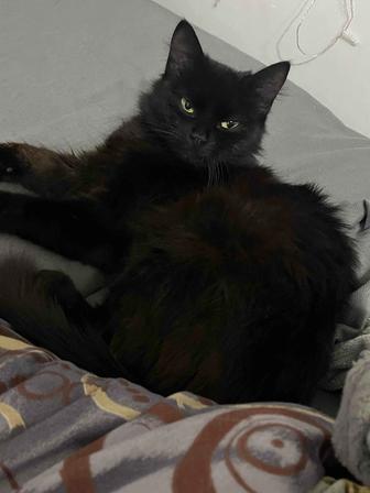 Кошечка в добрые руки