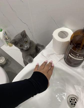 Продам кошку