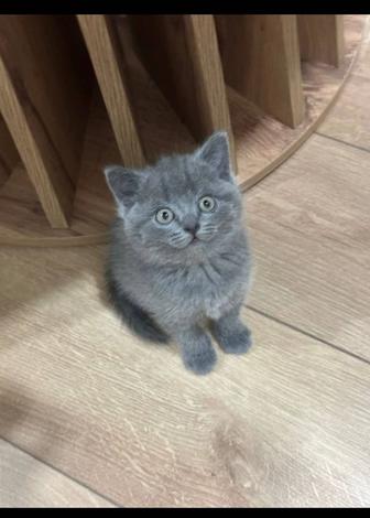 Продам Британских котят