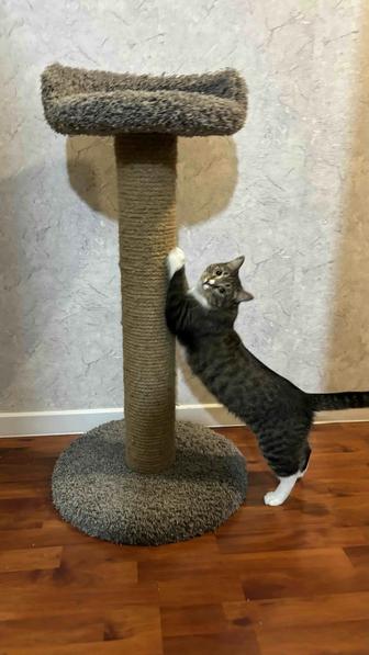 Когтеточка 105 см с лежанкой сверху