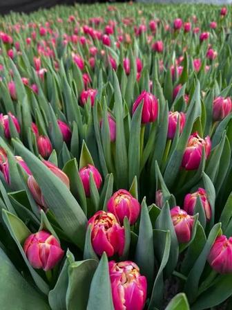 Цветы для Дамм