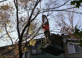 Санитарная обрезка деревьев