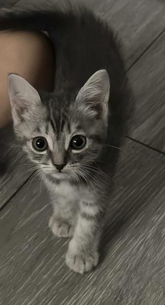 Отдам котенка мальчика 2 месяца