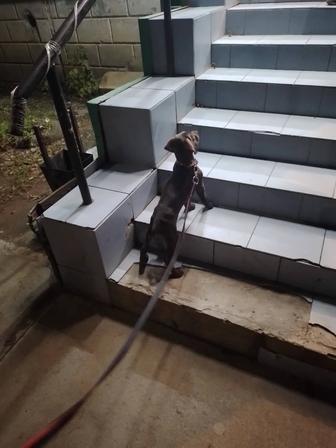 Собака девочка курцхаар