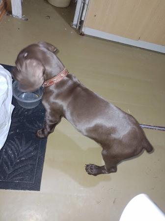 Собака девочка курцхаар