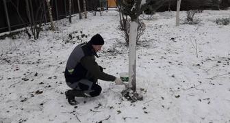 Обрезка Плодовых Деревьев