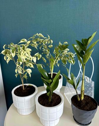 Комнатные растения