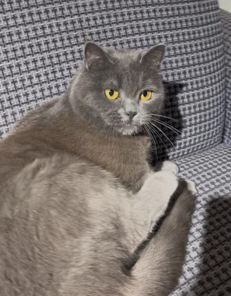 Продаю кошку