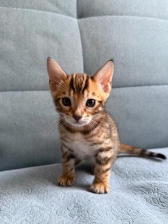 Продам котенка Бенгал