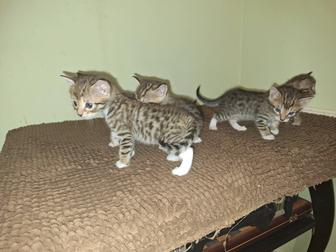 Котята помесь Бенгальской кошки и Голландского кота