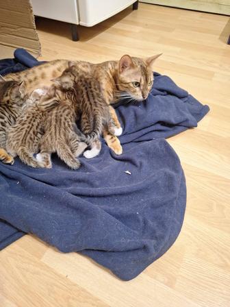 Котята помесь Бенгальской кошки и Голландского кота