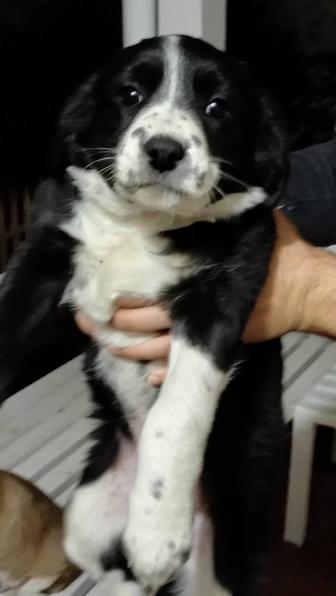 Щенок помесь бордер колли девочка бесплатно в хорошие руки