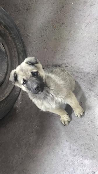 Продам щенка мальчик