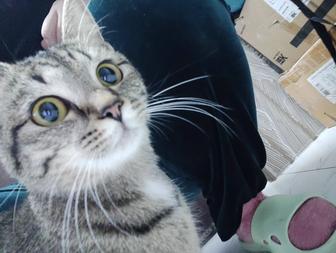 Отдам в добрые руки очаровательного котенка! 

Ищет любящую семью