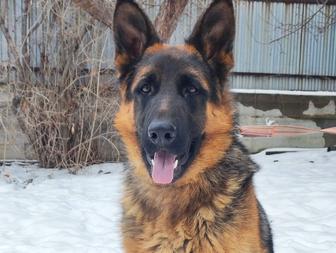 щенки немецкой овчарки