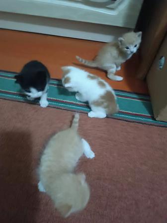 Отдам бесплатно котят