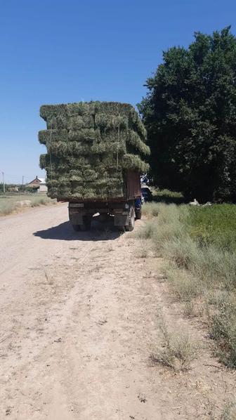 Жоңышқа клевер