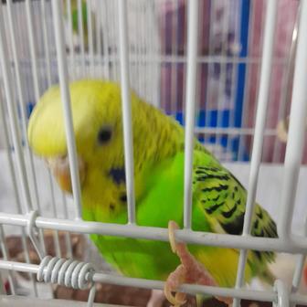 Волнистые попугаи