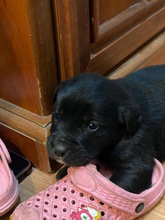 Щенки лабрадора ретривера