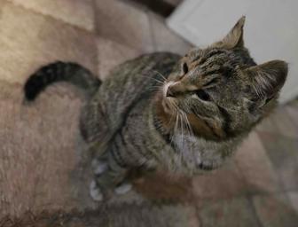 НАЙДЕНА КОШКА!