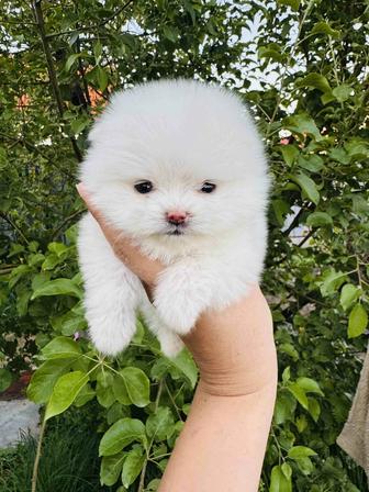 Белоснежные померанские шпицы