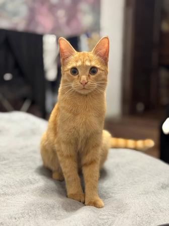 Отдам кошку в хорошие руки