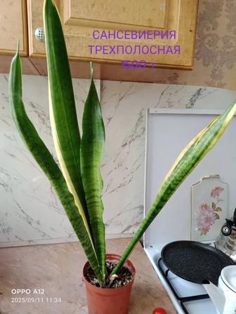 Комнатные цветы