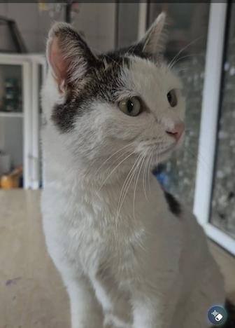 Кошечка срочно ищет хозяина/ ку