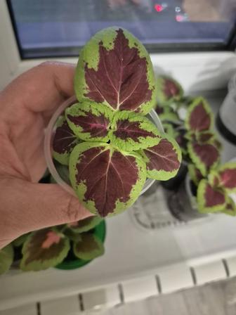 Комнатные цветы