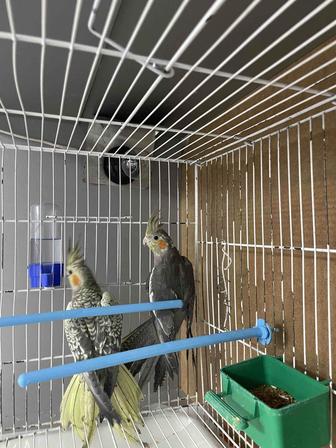 Продам попугаев корелла