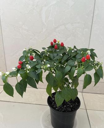 Комнатный съедобный горький перец