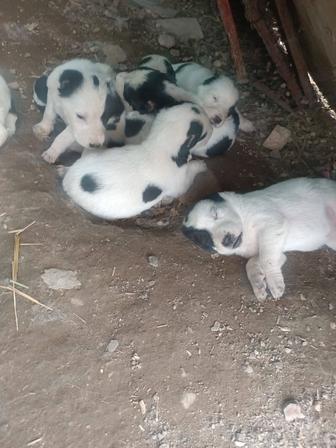 Готовиться к продаже щенки алабая