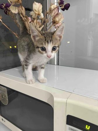 Котенок