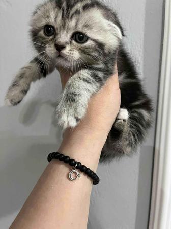 КотятаСкоттиш фолд