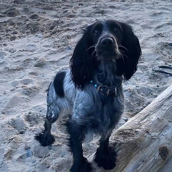 Пропала собачуля спаниелька девочка может кто видел ее пожалуйста сообщите