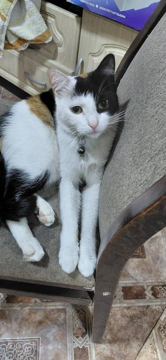 Черепаховая Кошечка бесплатно