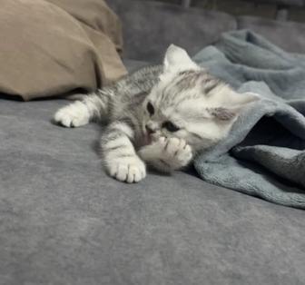 Продам британского котенка, все докуметны имеются,