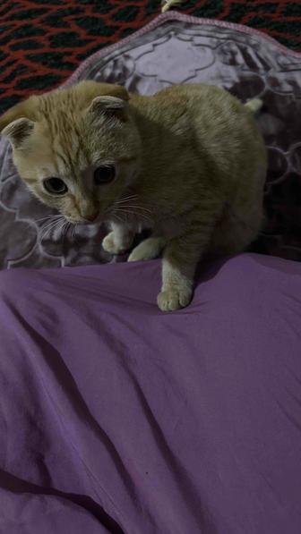 Кощка