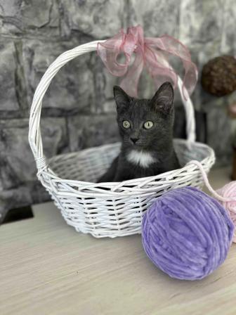 Котенок мальчик