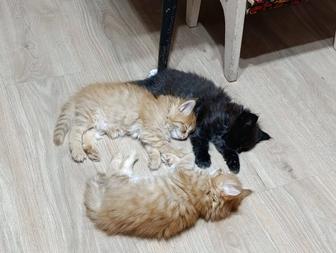 Отдадим котят в добрые руки