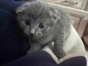 Котята породистые британцы