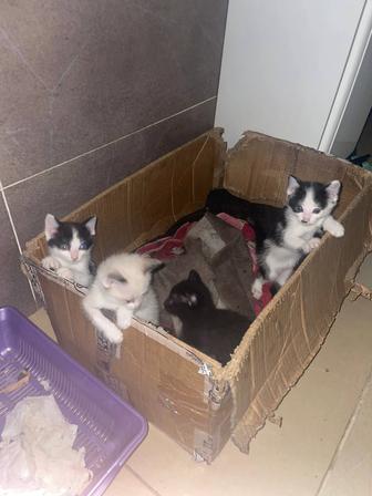 Котята даром, находимся в центре Караганды. Черный спокойный