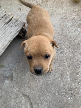 Щенок девочка